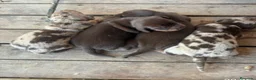 Teckel Miniatura perros en venta: Teckel mini - Anuncio 3