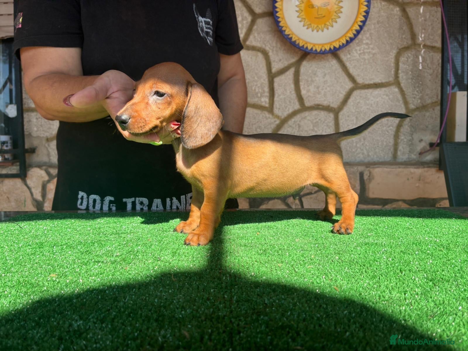 Teckel perros Teckel kaninchen - Anuncio 1