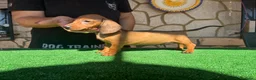 Teckel perros en venta: Teckel kaninchen - Anuncio 1