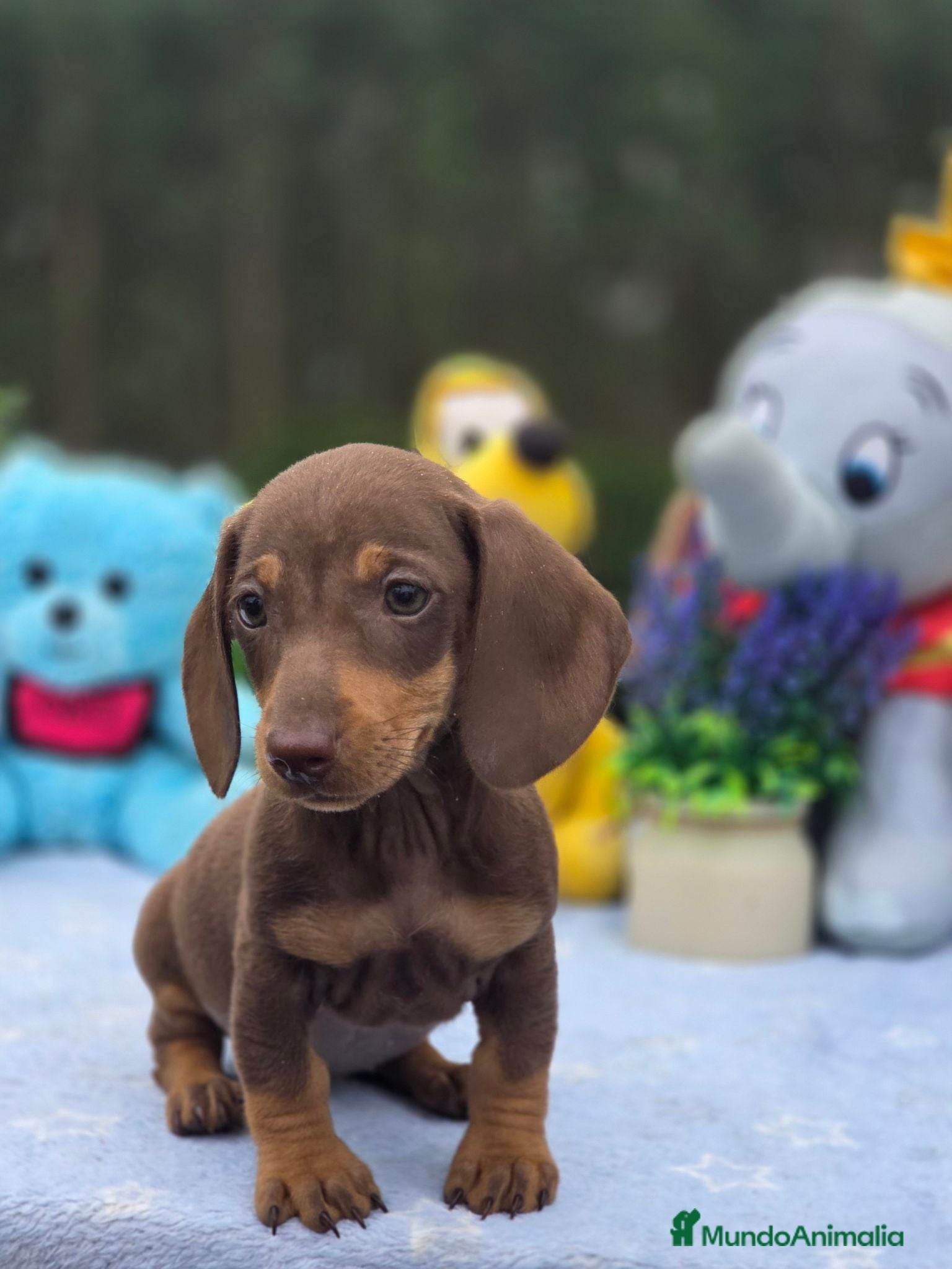 Teckel Miniatura perros Última cachorra de teckel chocolate  - Anuncio 1