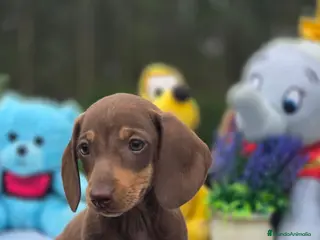 Teckel Miniatura perros Última cachorra de teckel chocolate - Anuncio 1