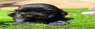 Cocker Spaniel Inglés negro