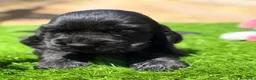 Cocker Spaniel Inglés perros en venta: Cocker inglés  - Anuncio 2