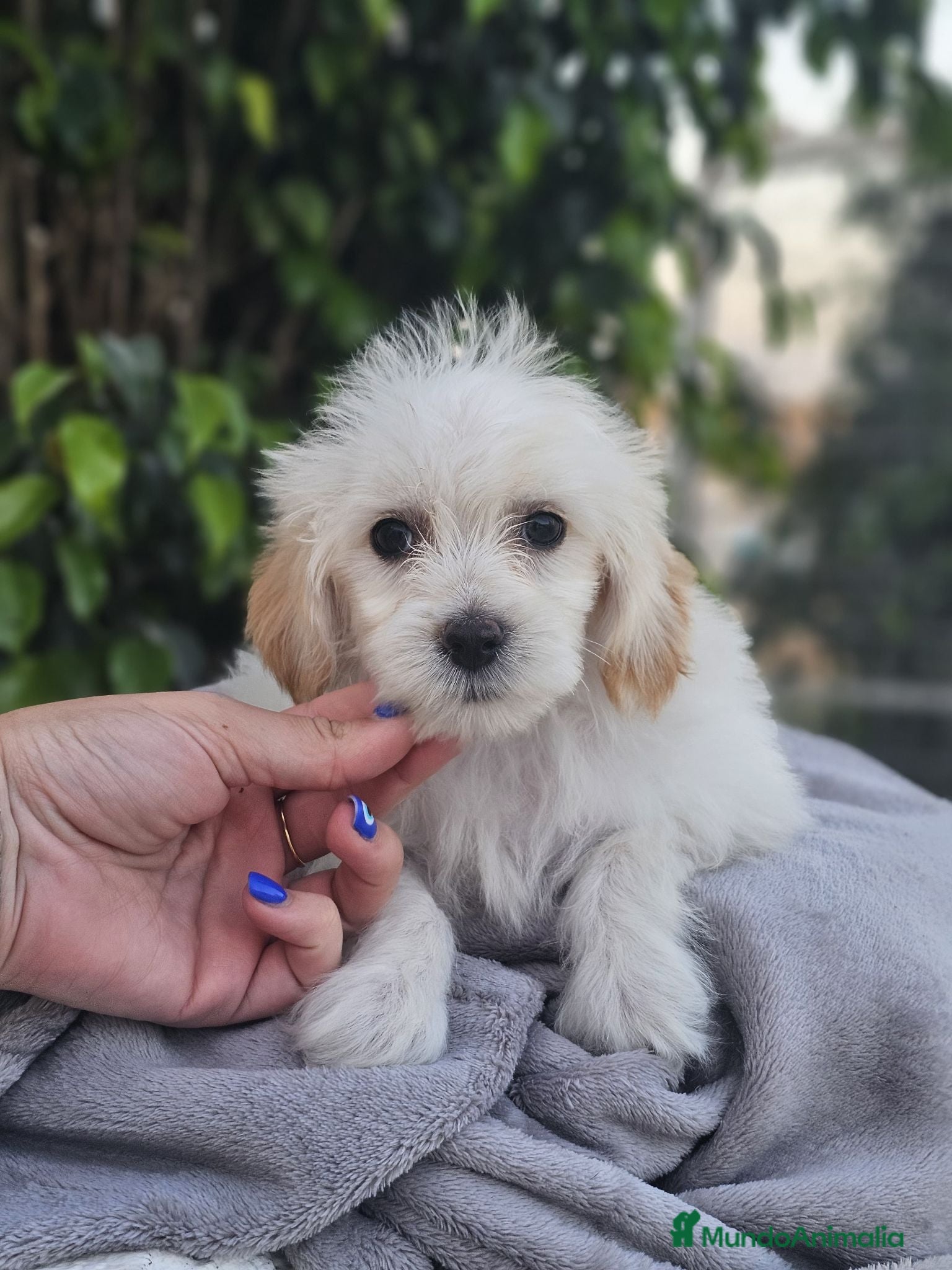 Perro Crestado Chino perros Crestado chino con pelo  - Anuncio 1