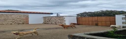Podenco Andaluz perros en venta: Cachorros podenco andaluz puro - Anuncio 15