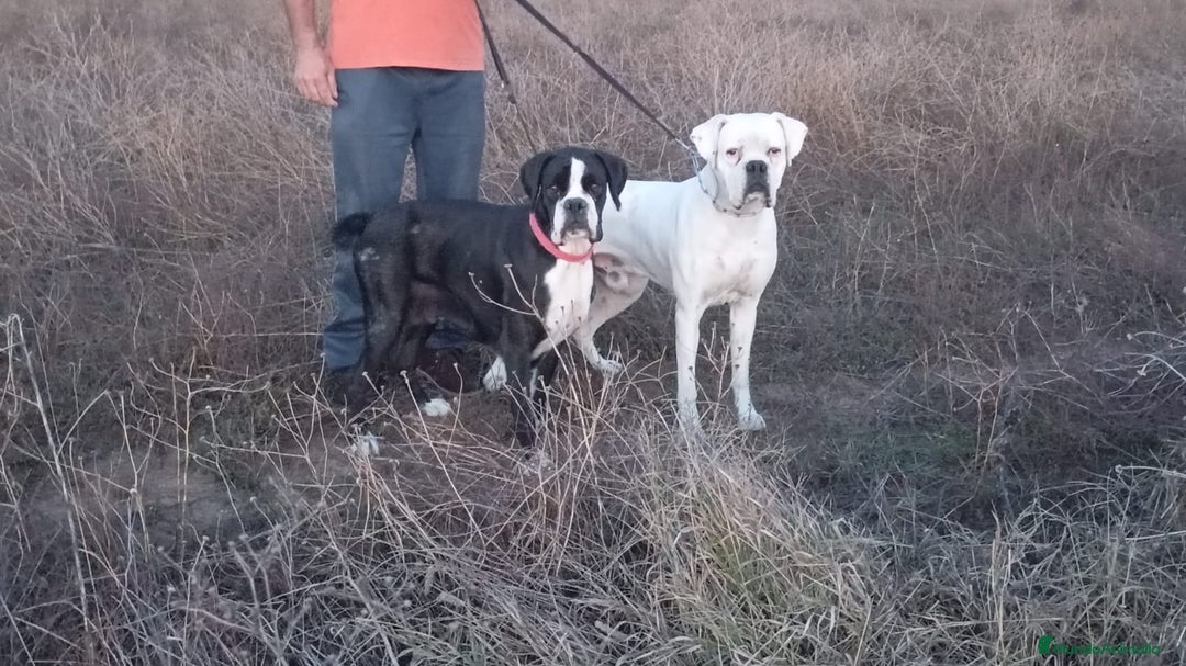 Boxer perros en venta: Última cachorrita de Boxer!! - Anuncio 4