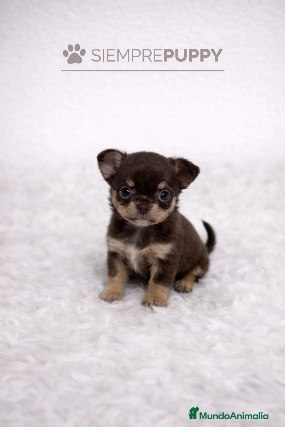 Chihuahua perros en venta: CHIHUAHUA MINI TOY PELO CORTO - Anuncio 1