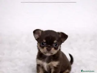 Chihuahua perros CHIHUAHUA MINI TOY PELO CORTO - Anuncio 3