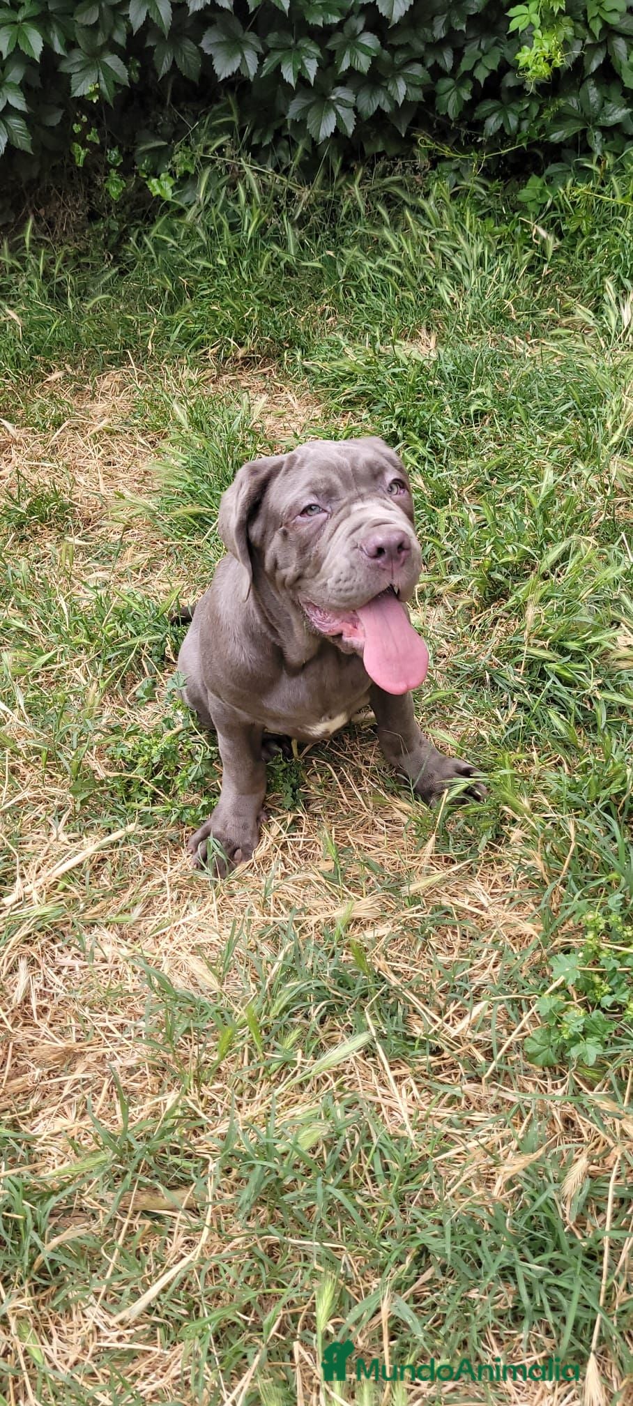 Cane Corso perros Mastin napolitano - Anuncio 7