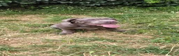 Cane Corso perros en venta: Mastin napolitano - Anuncio 1