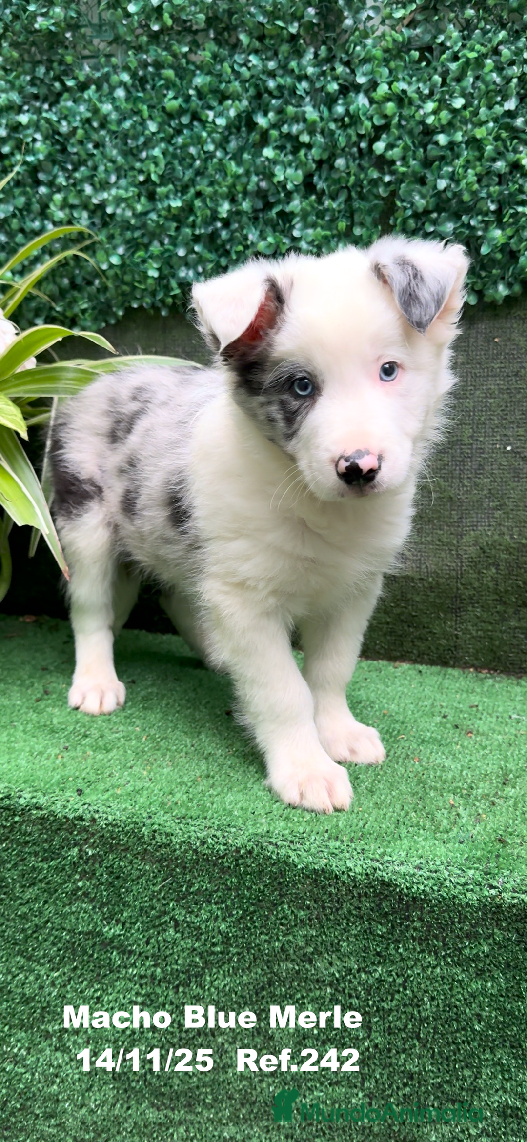 Border Collie perros en venta: Border Collie De Villa Biznaga - Anuncio 1