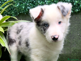 Border Collie perros Border Collie De Villa Biznaga - Anuncio 5