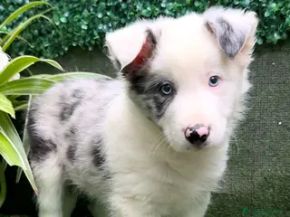 Border Collie perros Border Collie De Villa Biznaga - Anuncio 35