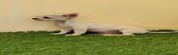 Chihuahua perros en venta: Chihuahua macho  - Anuncio 3