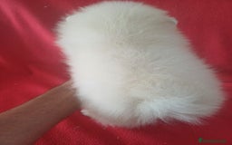 Pomerania perros en venta: Pomerania Standar  - Imagen 2