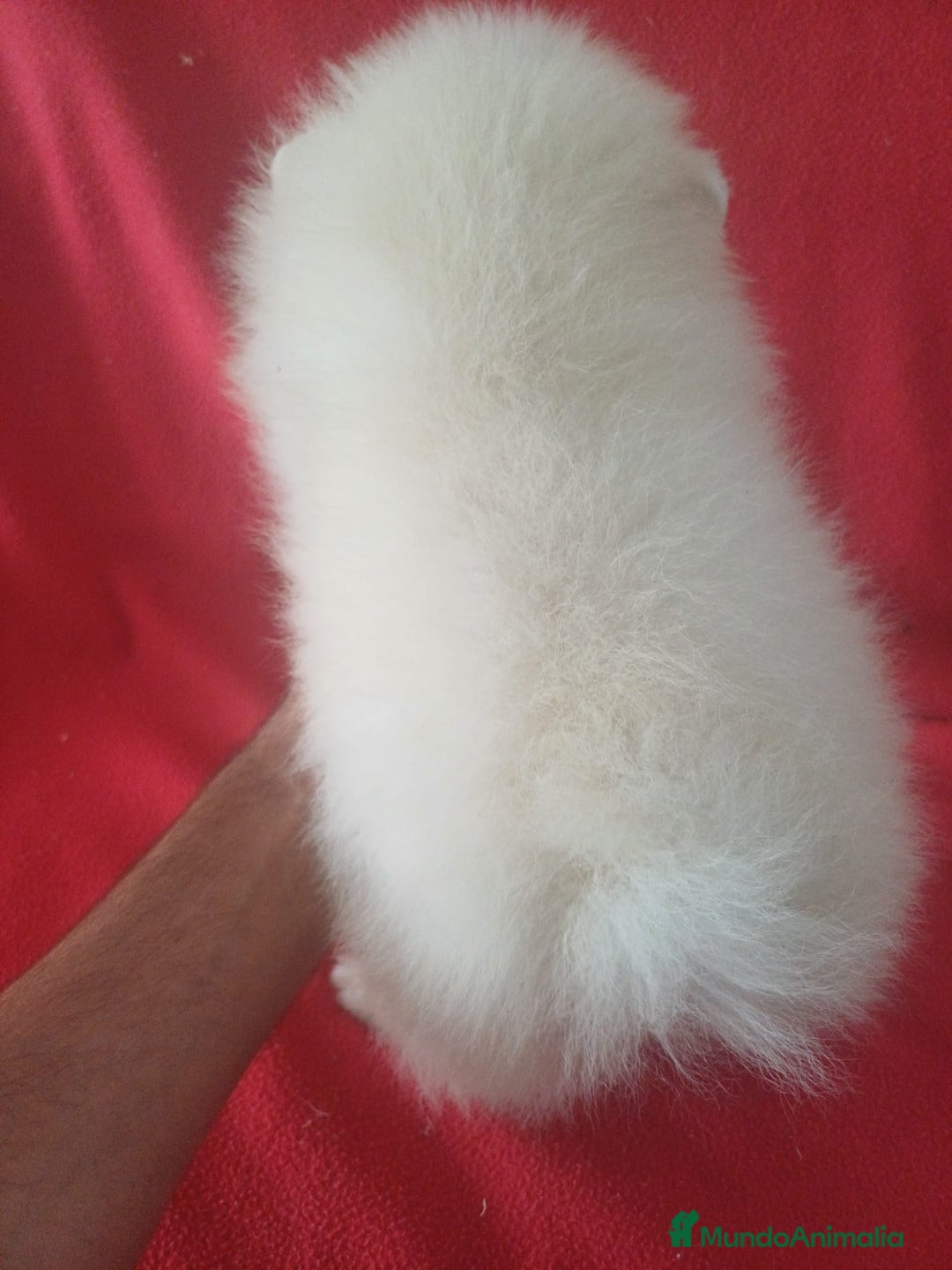 Pomerania perros en venta: Pomerania Standar  - Imagen 2