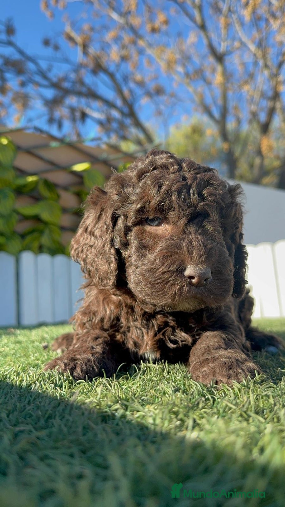 Perro de Agua Español perros en venta: PERRO DE AGUA MACHO - Anuncio 9