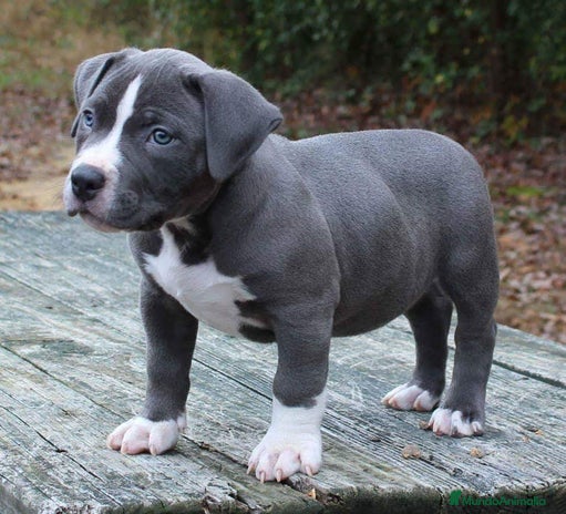 American Staffordshire-Terrier perros en Sevilla - Anuncio 3