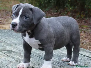 American Staffordshire-Terrier perros AMERICAN STAFFORD BLUE OJOS AZULES DE GRAN CALIDAD en Sevilla - Anuncio 12