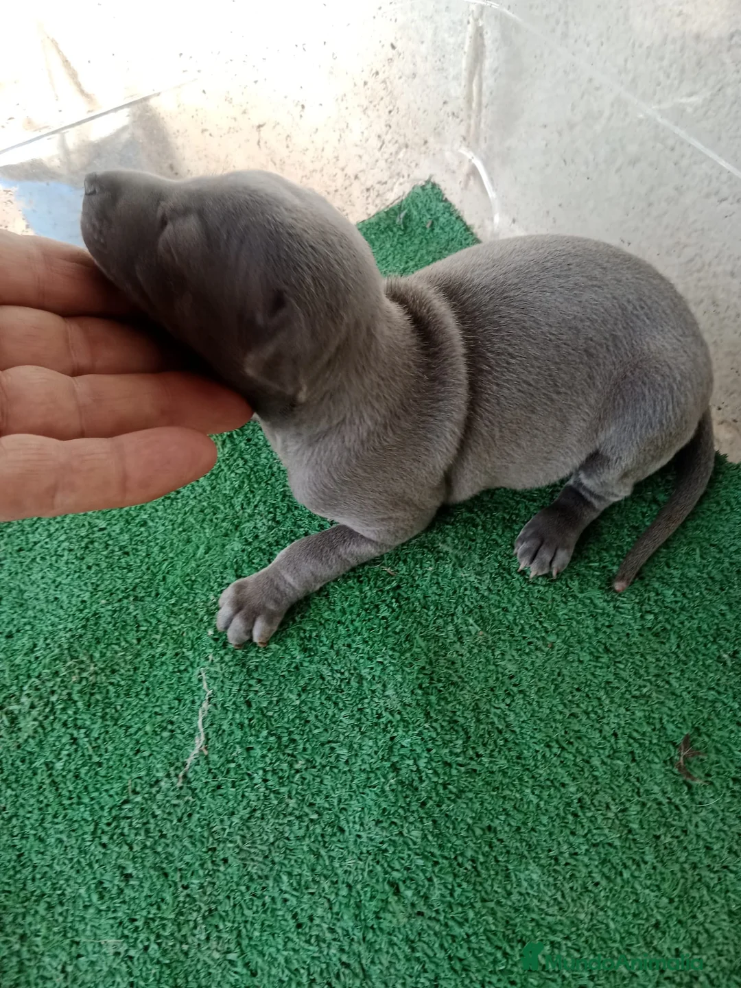 Pequeño Lebrel Italiano perros en venta: Galgo italiano blue macho y hembra. - Anuncio 5