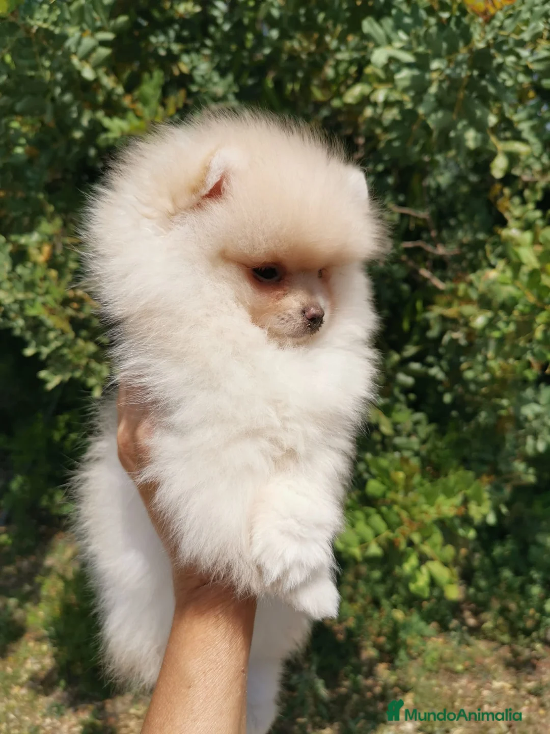 Pomerania perros en venta: Pomerania TOY 🌈♂️♀️ - Anuncio 7