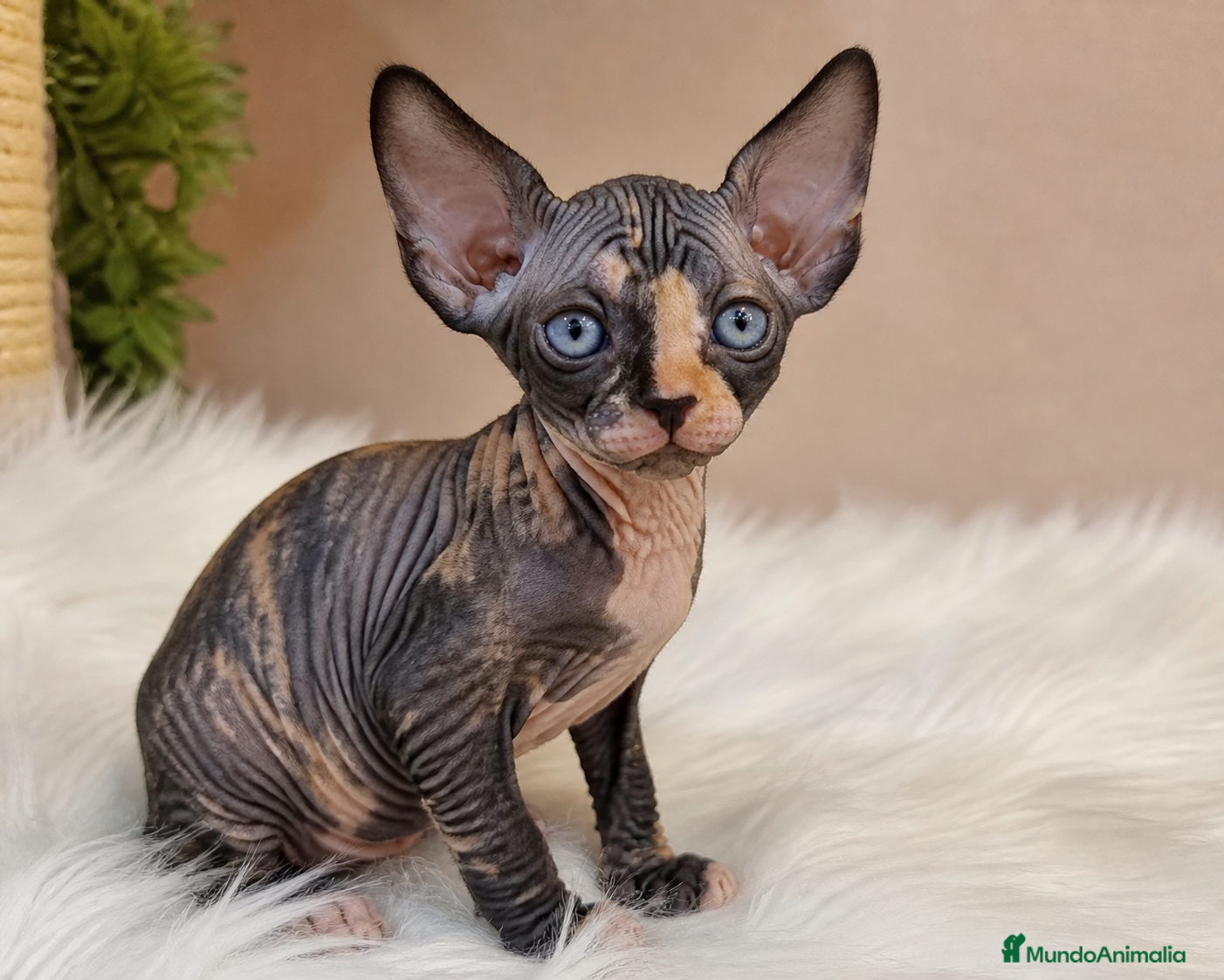 Sphynx gatos 🐾✨ Disponible gatita Sphynx ✨🐾 - Anuncio 4
