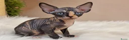 Sphynx gatos en venta: 🐾✨ Disponible gatita Sphynx ✨🐾 en Cáceres - Anuncio 1