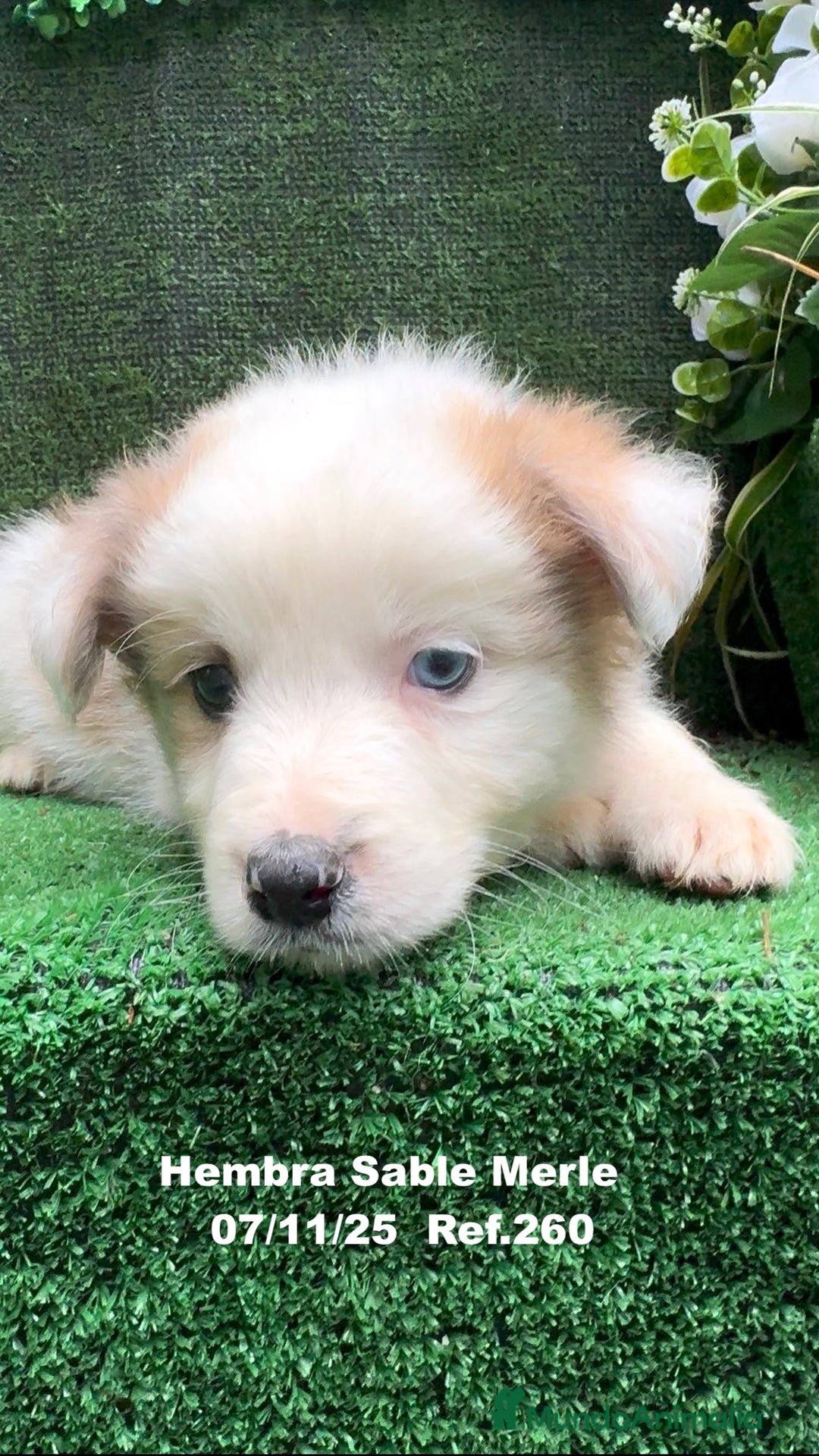 Border Collie perros en venta: Border Collie  - Anuncio 12