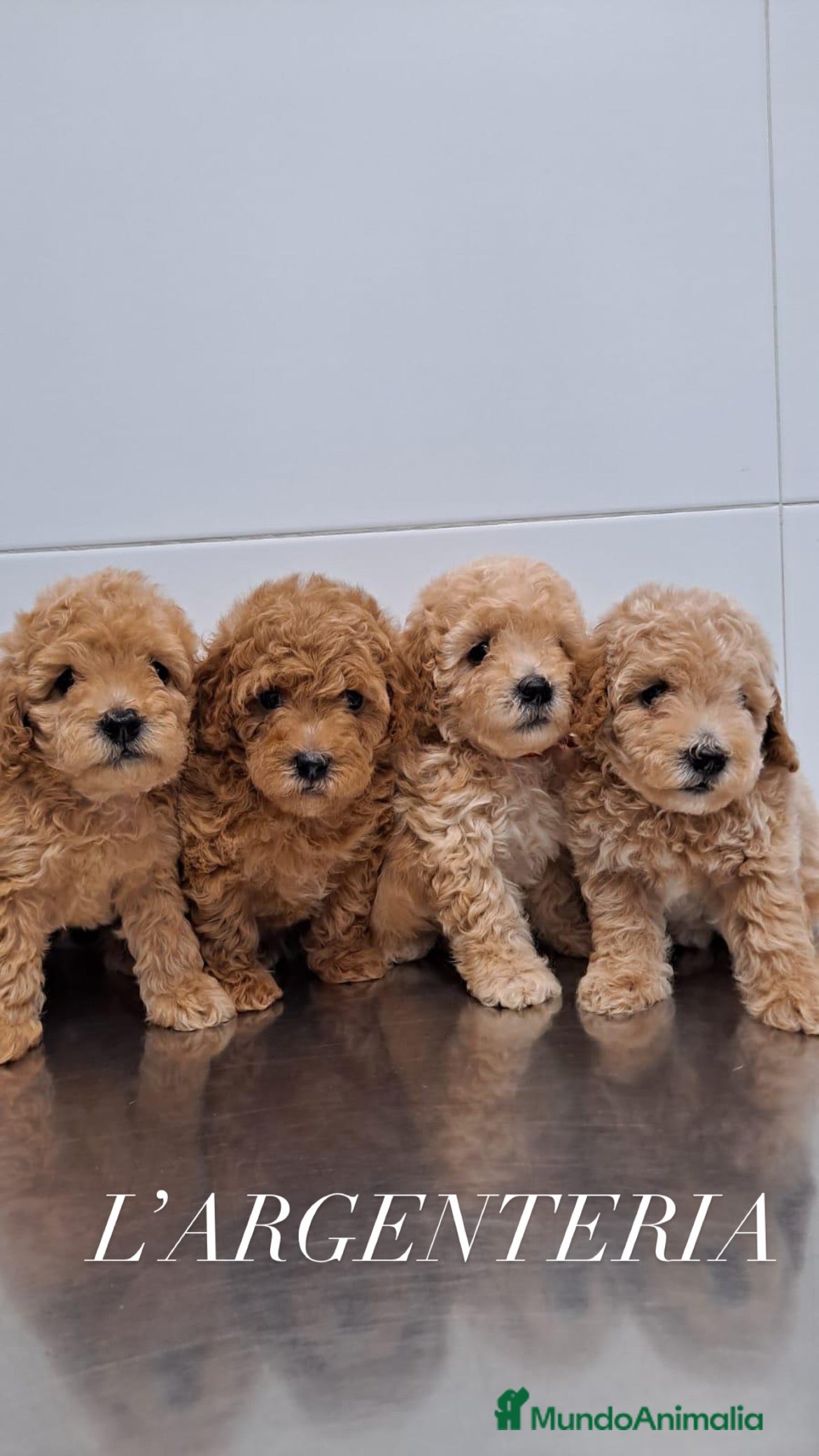 Caniche Toy perros venta de cachorros caniche toy  - Anuncio 15