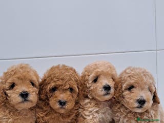 Caniche Toy perros venta de cachorros caniche toy - Anuncio 2