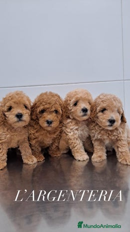 Caniche Toy perros - Anuncio 16