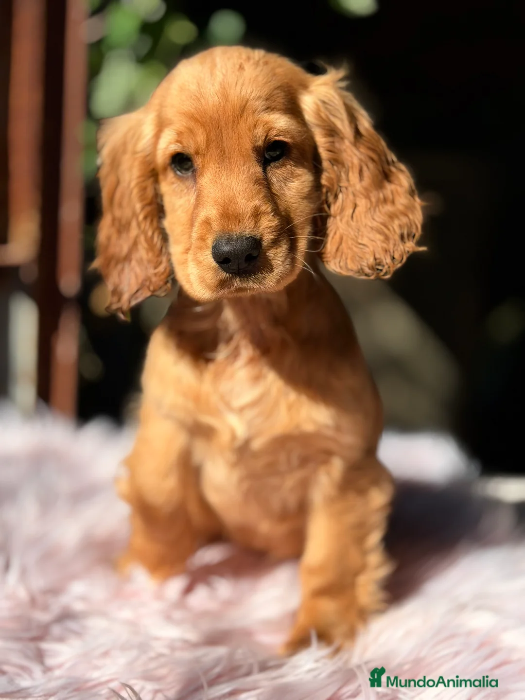 Cocker Spaniel Inglés perros en venta: Cocker dorada hembra - Anuncio 1