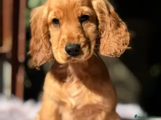 Cocker Spaniel Inglés perros Cocker dorada hembra - Anuncio 4
