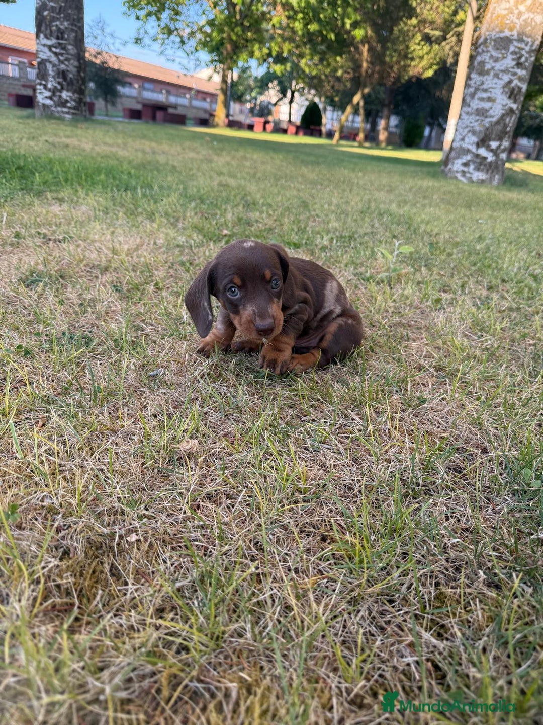 Teckel Miniatura perros en venta: TECKEL CHOCOLATE MINI - Imagen 3