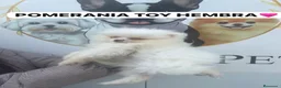 Pomerania perros en venta: CACHORROS DE POMERANIA BLANCOS - Anuncio 1