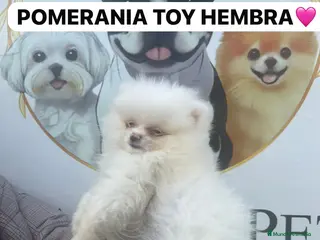 Pomerania perros CACHORROS DE POMERANIA BLANCOS - Anuncio 1