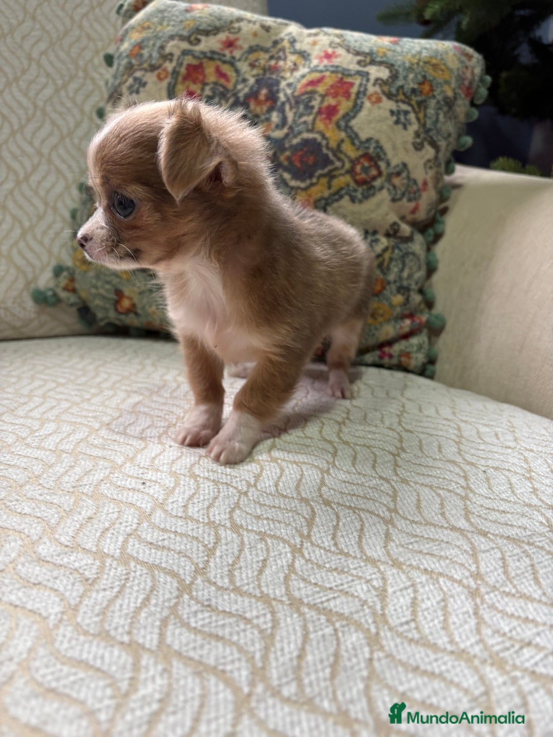 Chihuahua perros en venta: Chihuahua Toy hembra chocolate pelo largo  - Anuncio 13