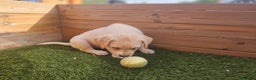 Labrador Retriever perros en venta: LABRADORES CREMA  en Barcelona - Anuncio 3
