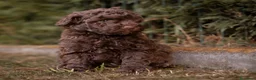 Caniche Toy perros en venta: Caniches Toy chocolate  - Anuncio 5