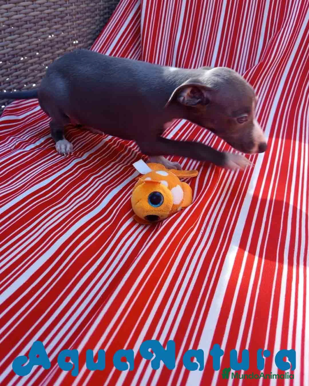 Pequeño Lebrel Italiano perros en venta: Lebrel Italiano Hembra 5 de AB y Omega AQUANATURA - Anuncio 6