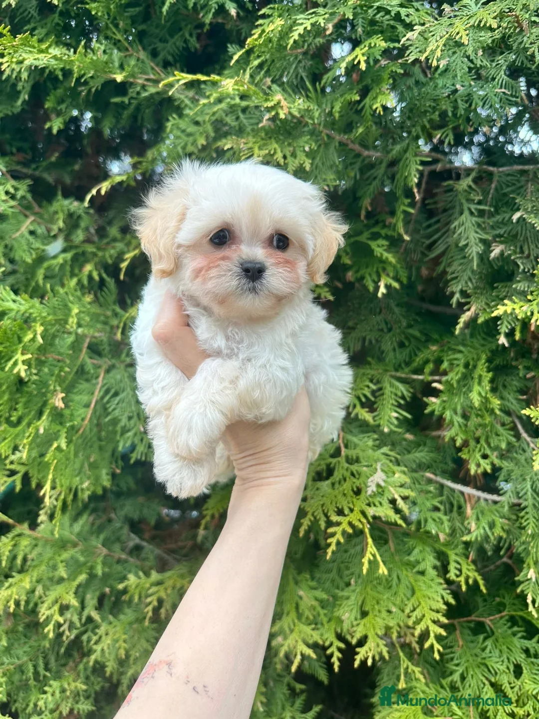 Maltipoo perros en venta: Línea coreana  - Anuncio 1
