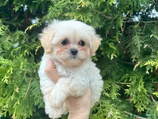 Maltipoo perros Línea coreana - Anuncio 3