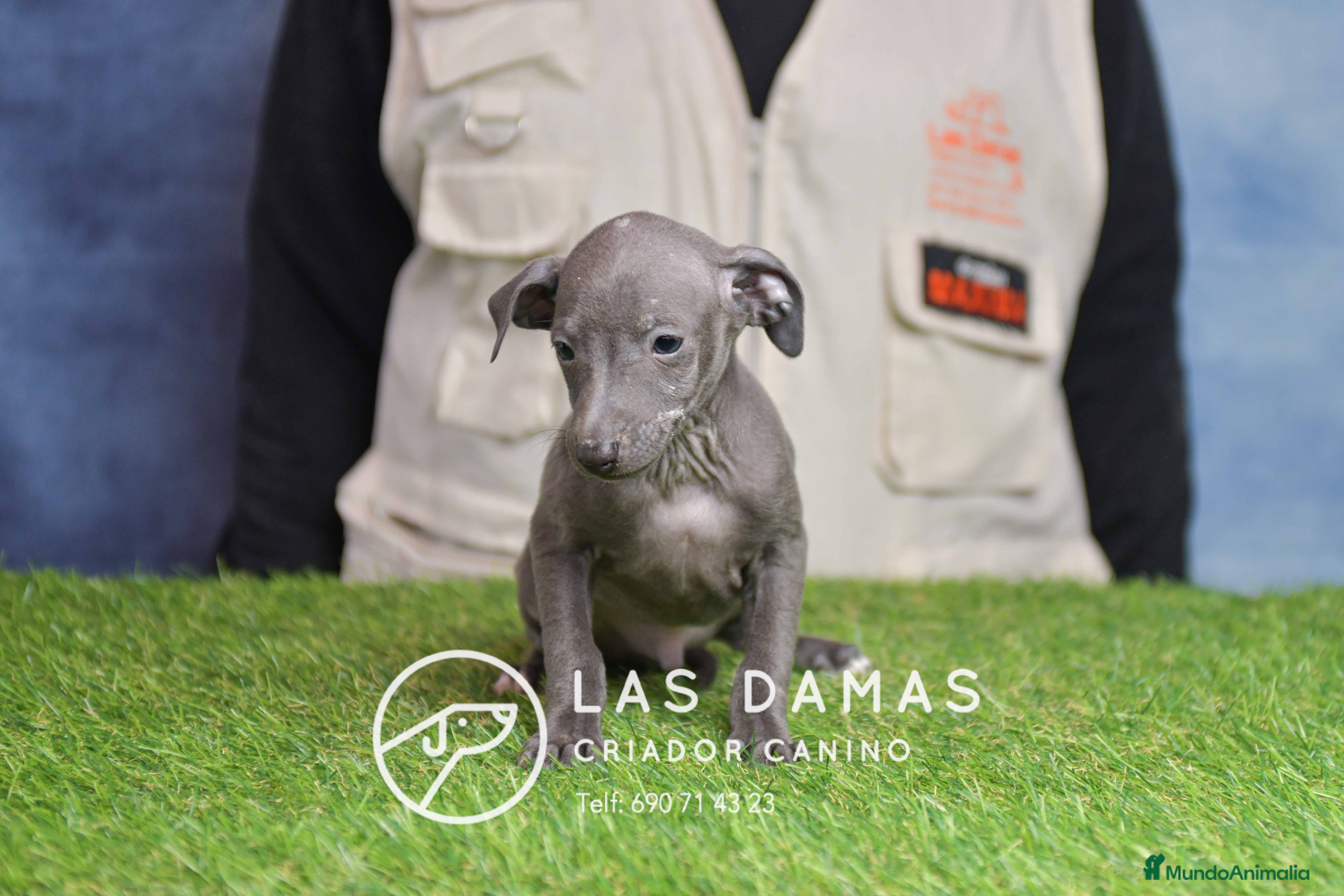 Pequeño Lebrel Italiano perros Piccolo lebrel italiano - Anuncio 2