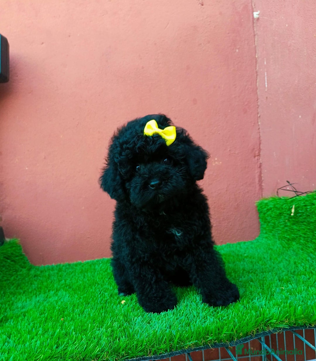 Caniche Enano perros en venta: CANICHE MINITOY NEGRO - Imagen 4