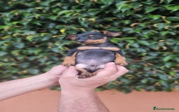 Pinscher Miniatura perros en venta: MINI PINCHER TOY - Imagen 7