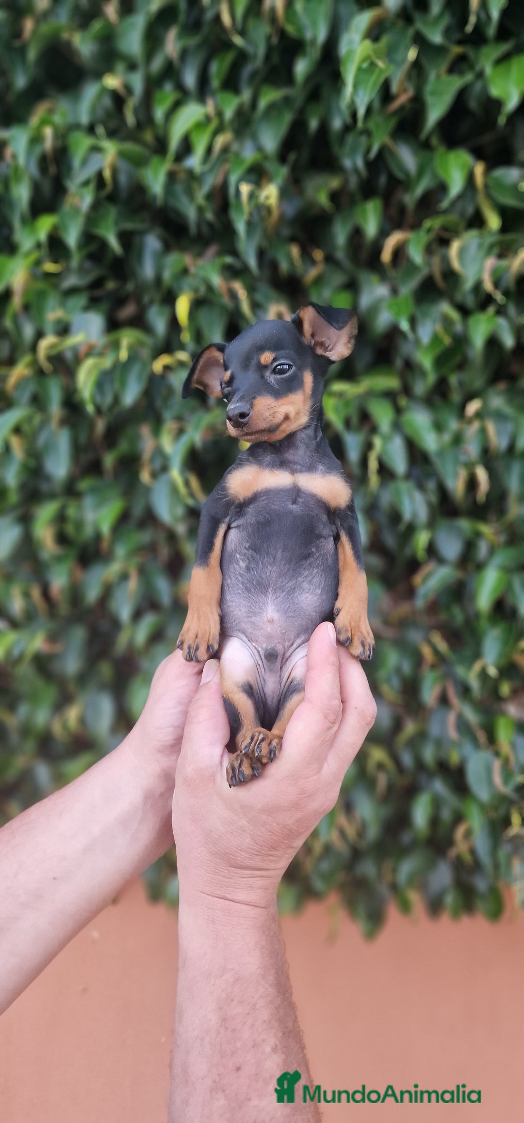 Pinscher Miniatura perros en venta: MINI PINCHER TOY - Imagen 7