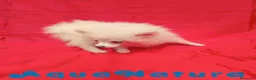 Pomerania perros en venta: Pomerania Hembra 8297 AQUANATURA - Anuncio 2