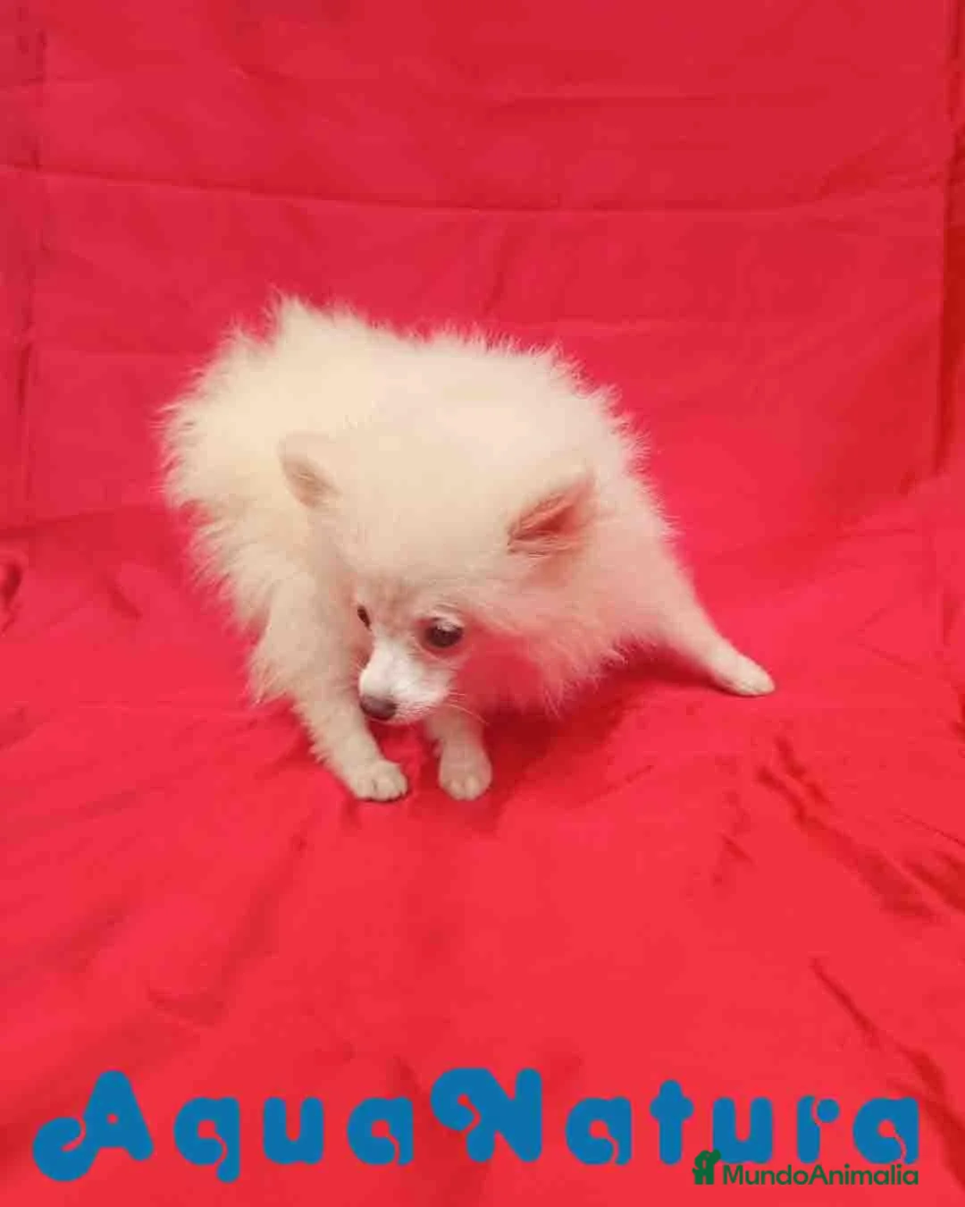 Pomerania perros en venta: Pomerania Hembra 8297 AQUANATURA - Anuncio 2