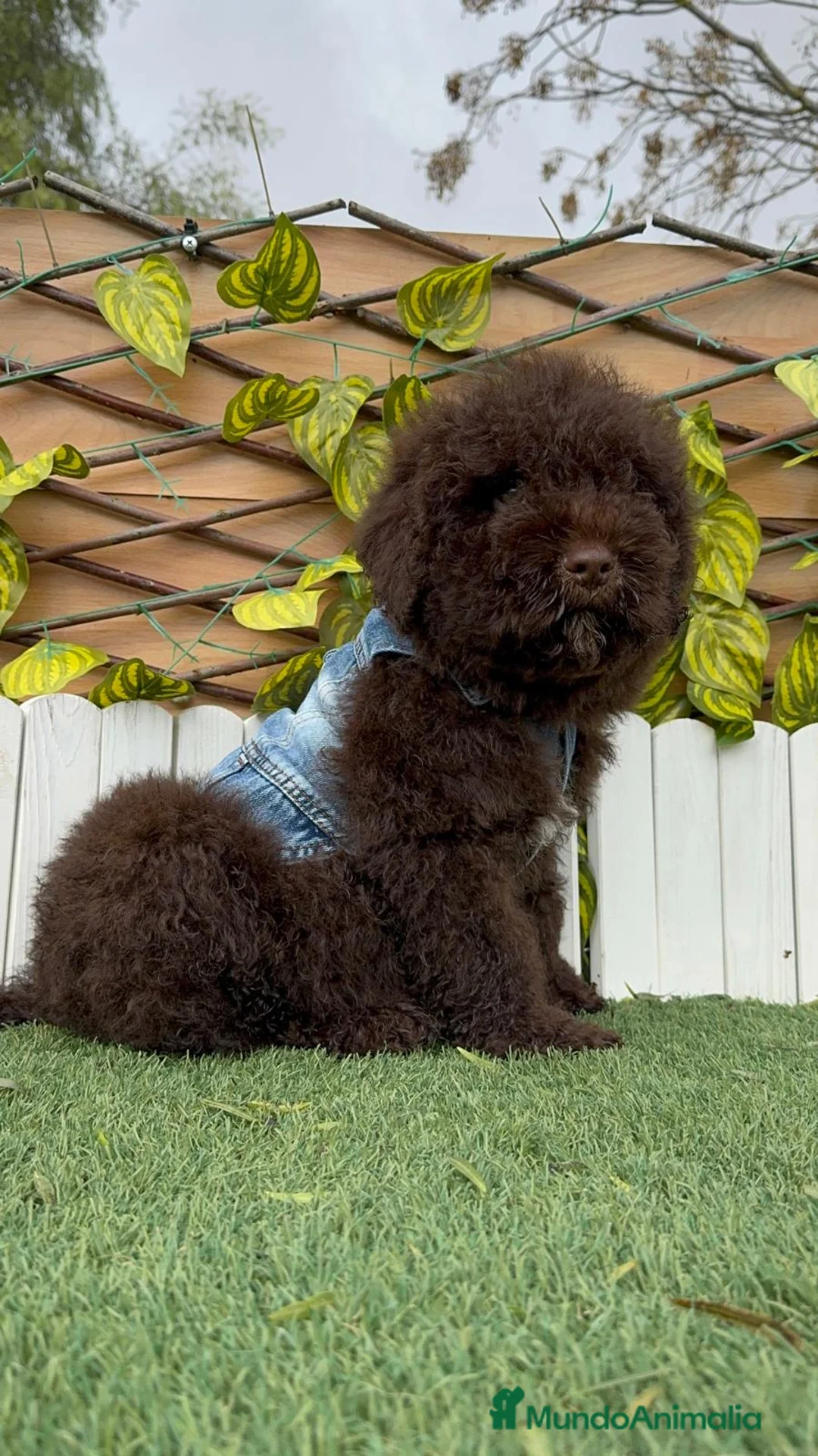 Perro de Agua Español perros en venta: PERRO DE AGUA ESPAÑOL - Anuncio 5