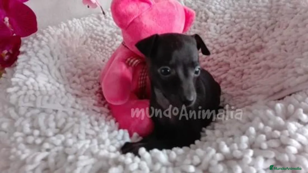 Imagen de galería {{count}}